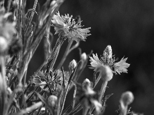 cornflowers, Meadow
