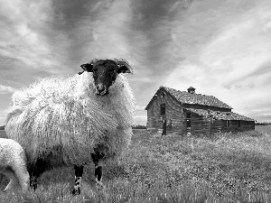 Meadow, Sheep, cote