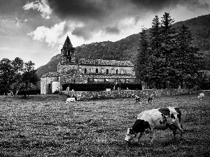 Meadow, Cows, trees, viewes, Church