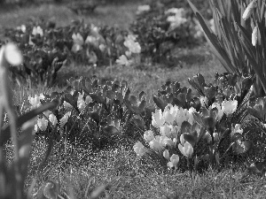 Meadow, Spring, crocuses