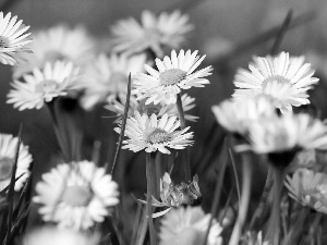 daisies, Meadow