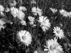 Meadow, flourishing, daisies