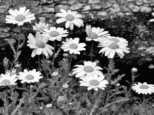 daisy, Meadow