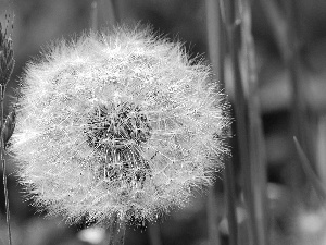 dandelion, Meadow