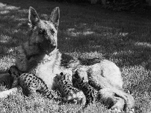 sheep-dog, Leopard, Meadow, young