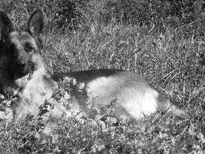 dog, Meadow