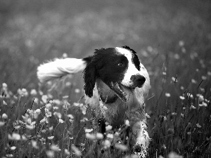 doggy, Meadow