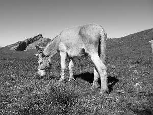 Donkey, Meadow