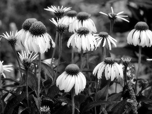 Meadow, Flowers, echinacea