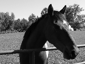 Meadow, Horse, fence