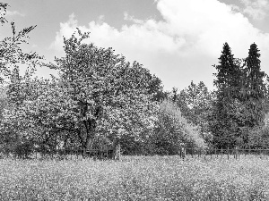 flourishing, kirsch, Meadow, trees