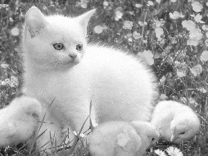 Three, White, Meadow, Flowers, chickens, kitten
