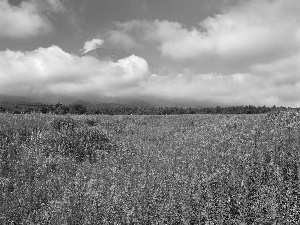 Meadow, Flowers, Mountains, clouds, panorama