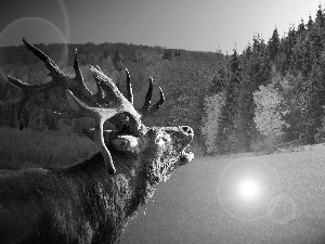 Meadow, deer, forest