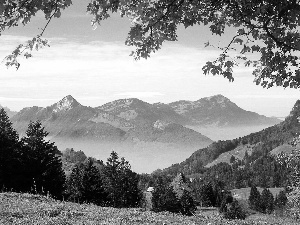 Meadow, Mountains, forest