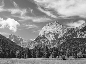 Meadow, Mountains, forest