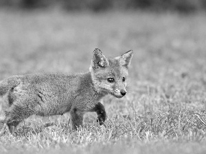 Meadow, young, fox