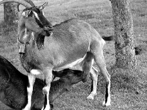 Goats, Meadow