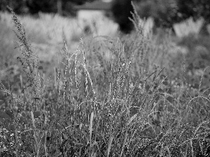 Meadow, papavers, grass