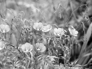 Spring, flowers, speedwell, Blue