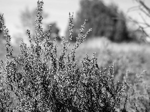 heather, Meadow