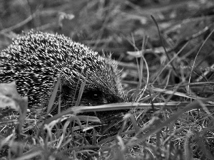 hedgehog, Meadow