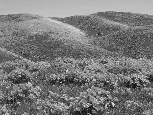 The Hills, papavers, Meadow