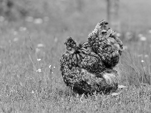 Meadow, chicken, home