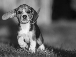 honeyed, Beagle, Meadow, puppie