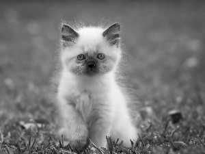 honeyed, siamese, Meadow, kitten