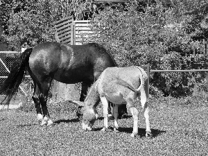 Meadow, Donkey, Horse