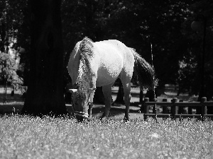 Horse, Meadow