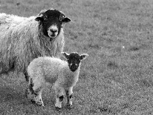 Meadow, sheep, lamb