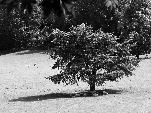 forest, summer, Meadow, Sheep, flash, luminosity, ligh, sun, Przebijające