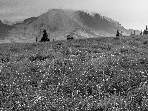 Meadow, Spring, Mountains