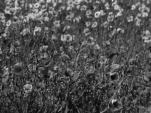 papavers, Meadow