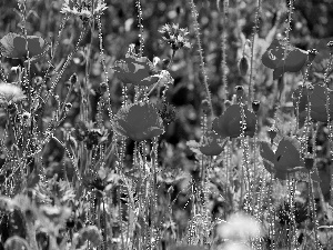 Meadow, cornflowers, papavers