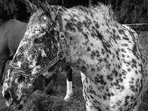 Meadow, bloodstock, pasturage