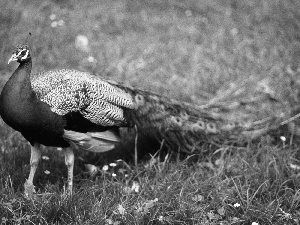 peacock, Meadow