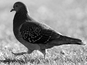 pigeon, Meadow