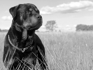 Rottweiler, Meadow