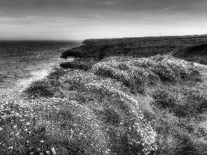 sea, Flowers, Meadow, grass