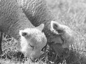 Meadow, Two, sheep