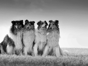 Shepherds, Collie, Meadow, Scottish