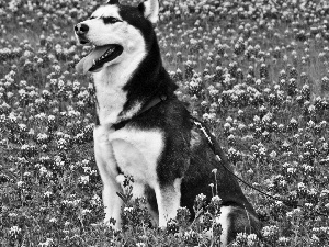 Flowers, Siberian Husky, Meadow