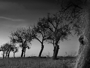 Meadow, Sky, trees, viewes, roadside