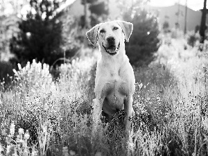 Smile, Golden Retriever, Meadow, dog