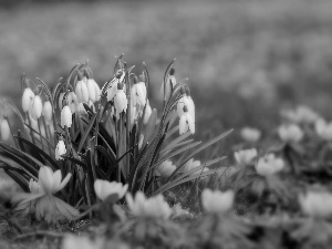 snowdrops, Meadow