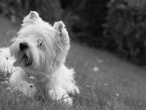 Meadow, White, terrier