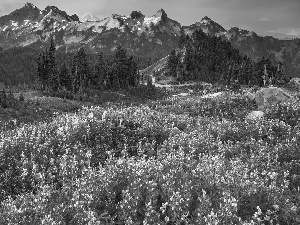 Cascade Mountains, Mount Rainier National Park, viewes, Meadow, trees, Washington State, The United States, lupine